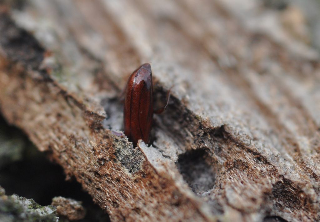 Tenebrionidae:  Corticeus unicolor