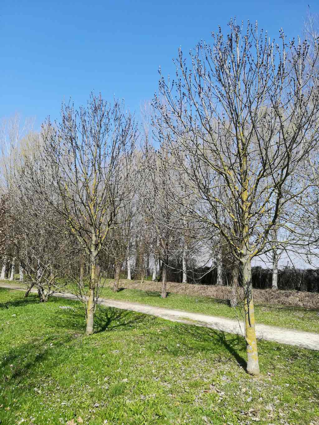 Fraxinus excelsior / Frassino comune