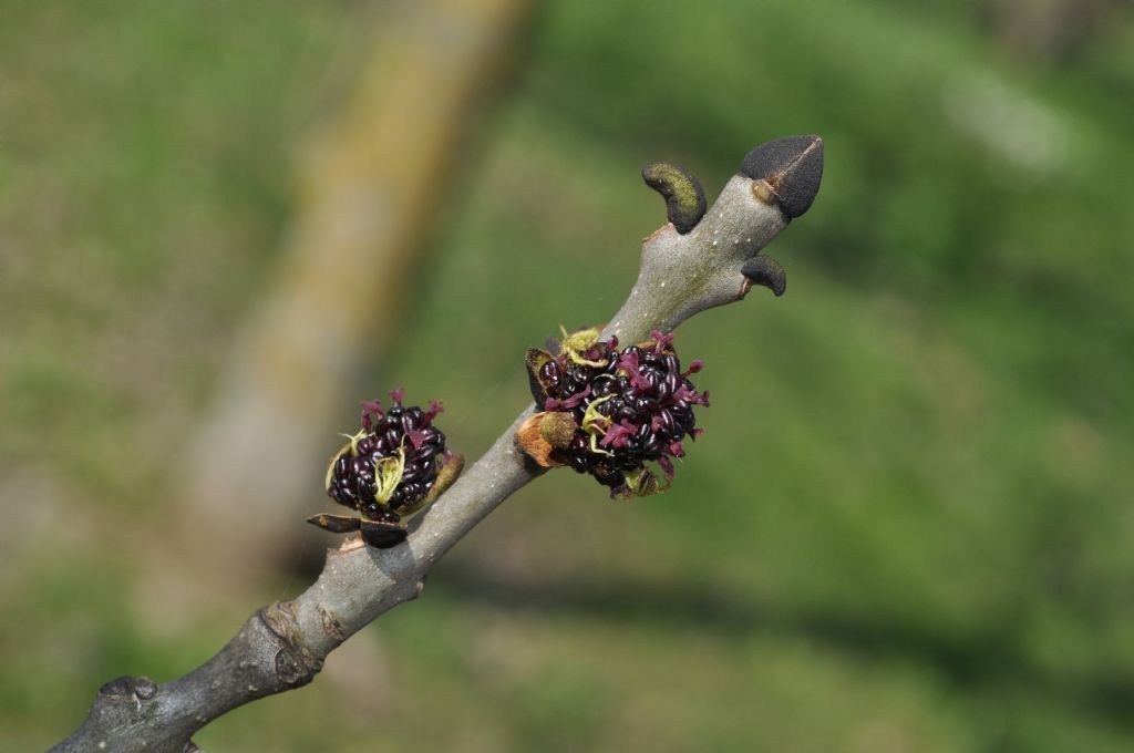 Fraxinus excelsior / Frassino comune