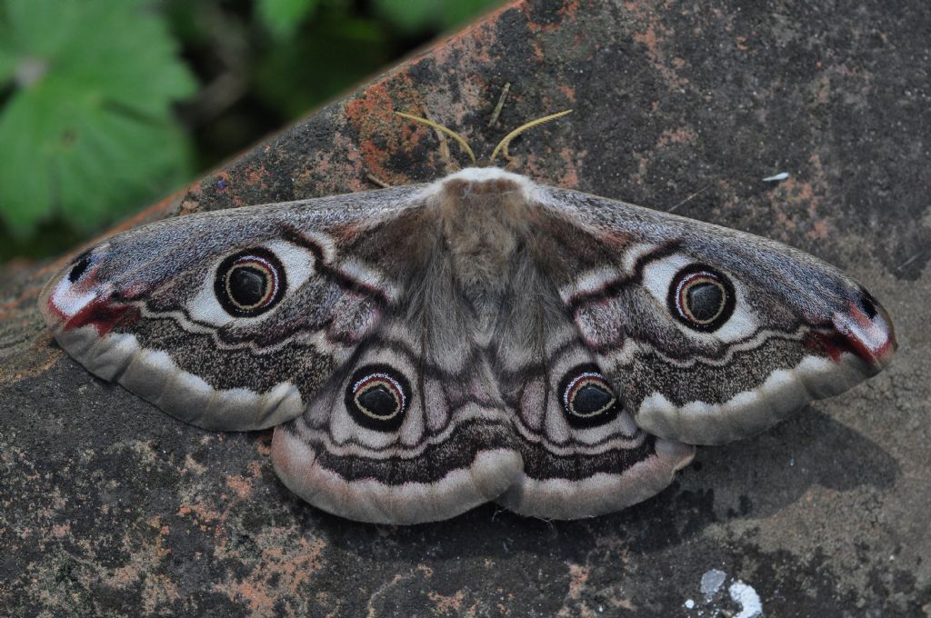 Saturnia pavoniella