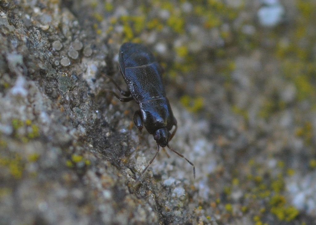 da identificare; Lygaeidae: Plinthisus longicollis Fieber, 1861