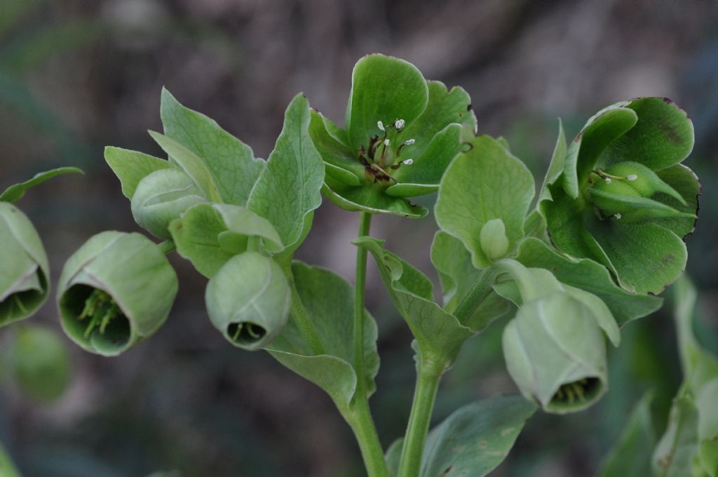 Ranunculaceae: Helleborus foetidus