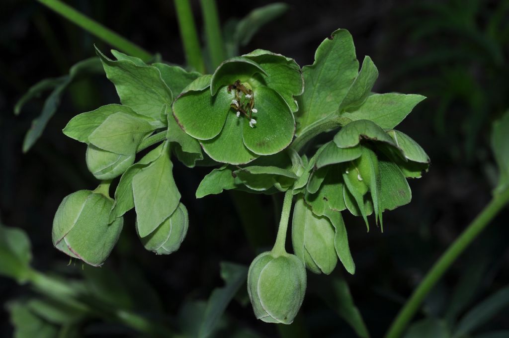 Ranunculaceae: Helleborus foetidus