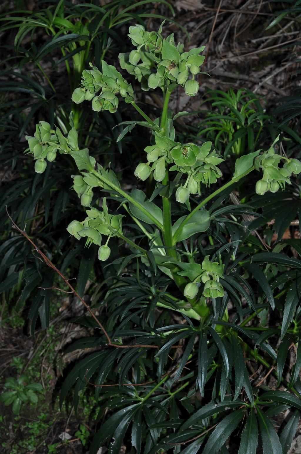 Ranunculaceae: Helleborus foetidus