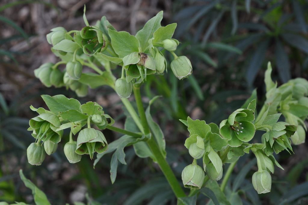 Ranunculaceae: Helleborus foetidus