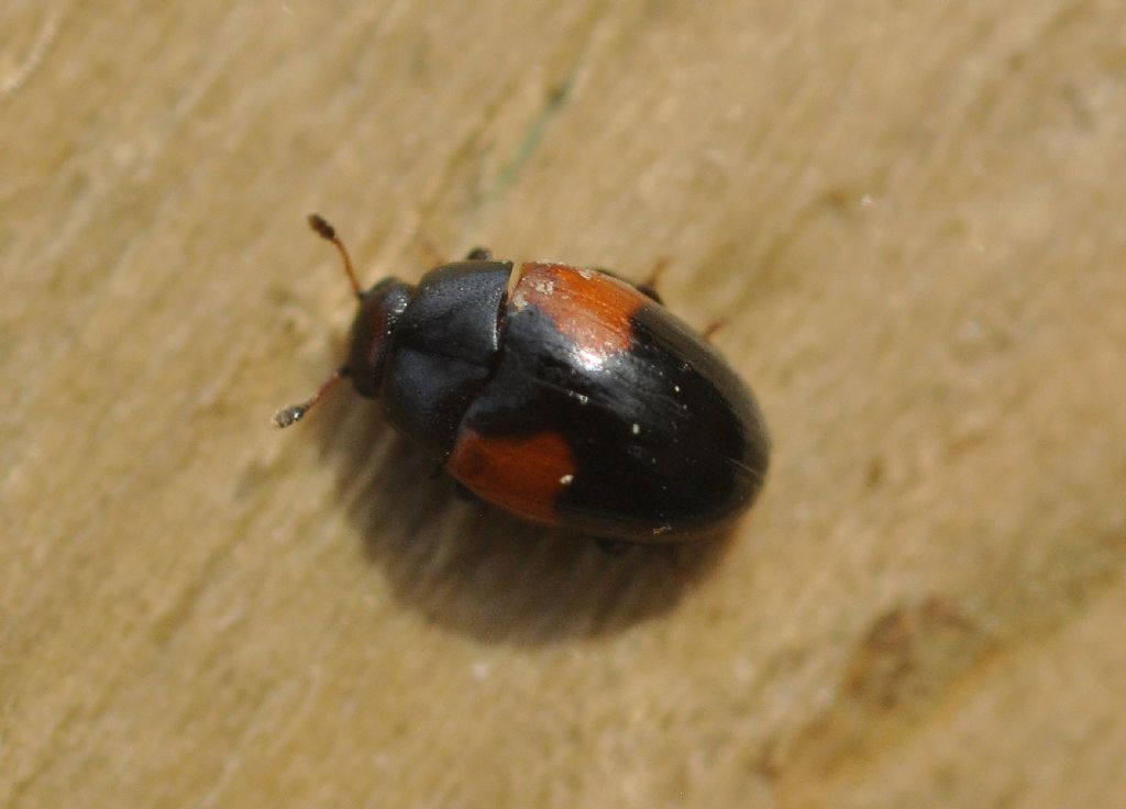 Coccinellidae (credo): No, Tritoma bipustulata, Erotylidae