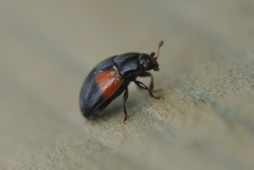 Coccinellidae (credo): No, Tritoma bipustulata, Erotylidae