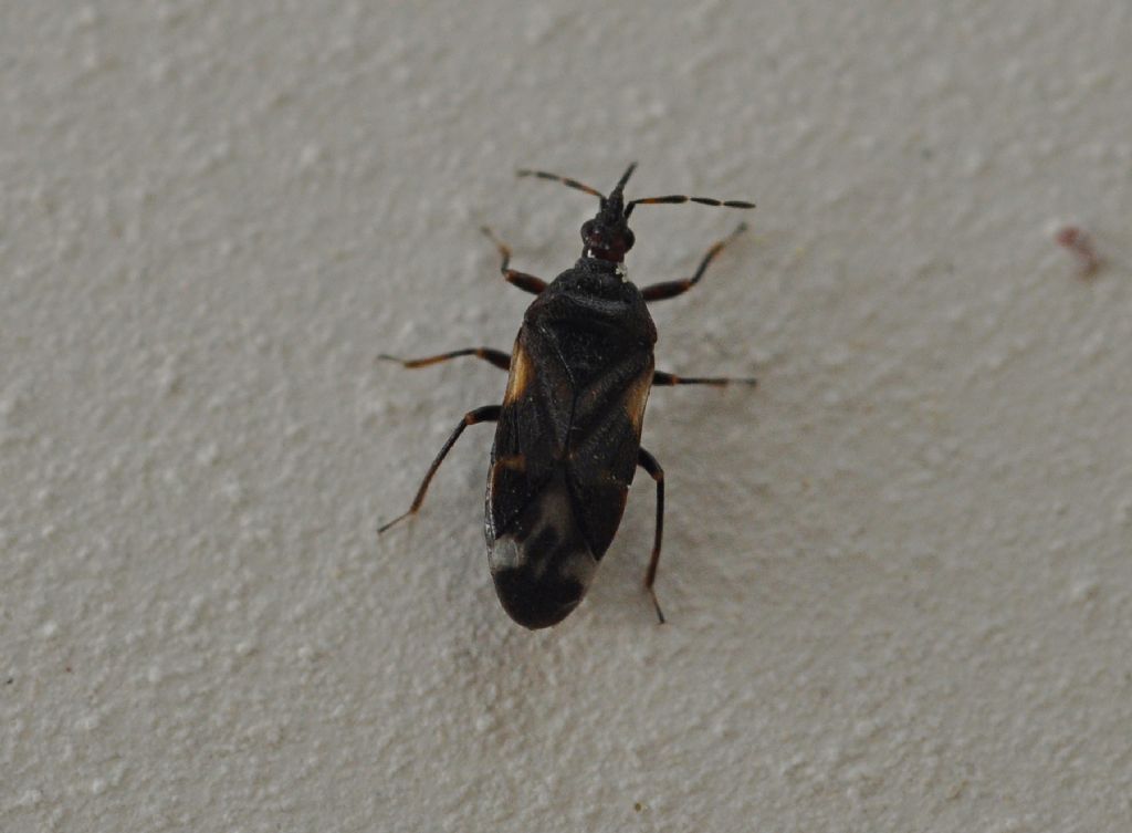 Anthocoridae da id... - Anthocoridae: Anthocoris nemoralis