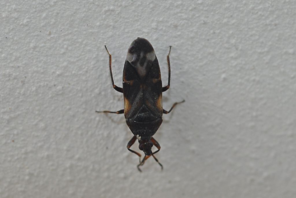 Anthocoridae da id... - Anthocoridae: Anthocoris nemoralis