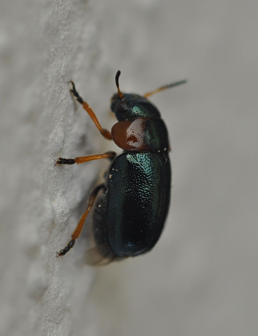 Chrysomelidae: Smaragdina sp.