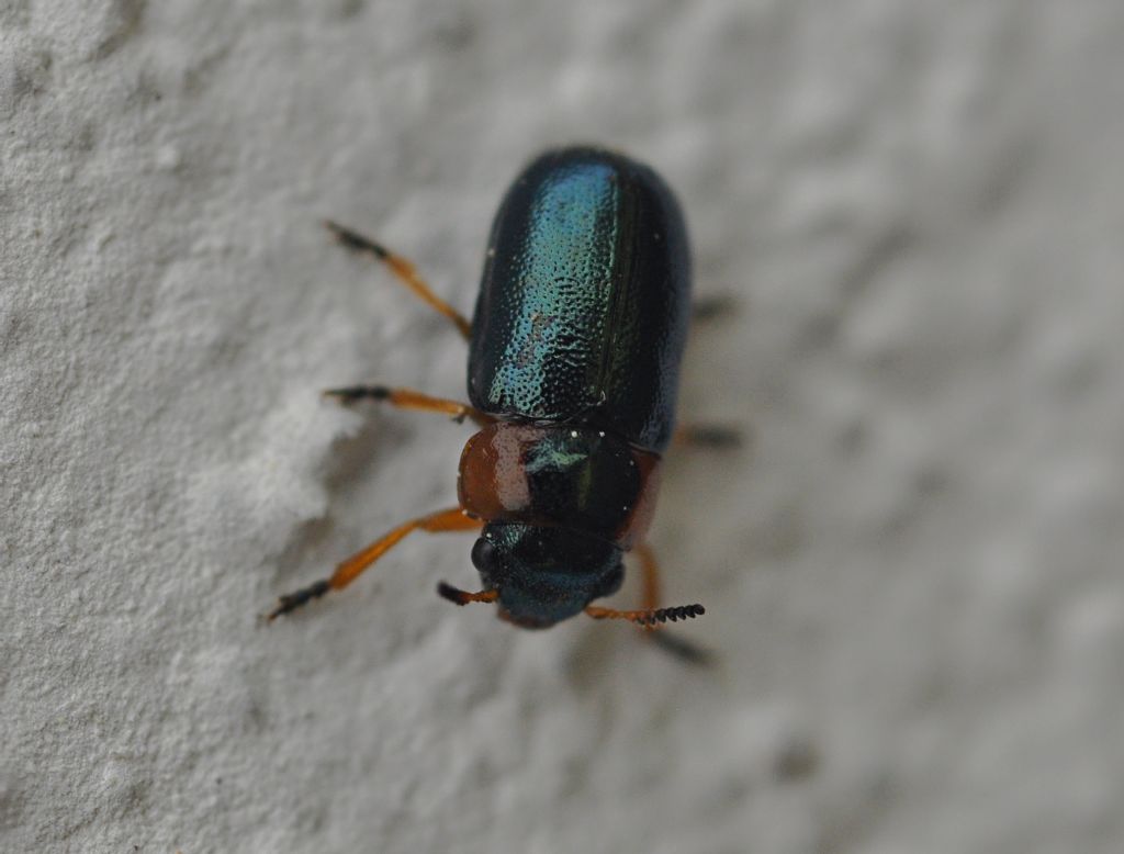 Chrysomelidae: Smaragdina sp.