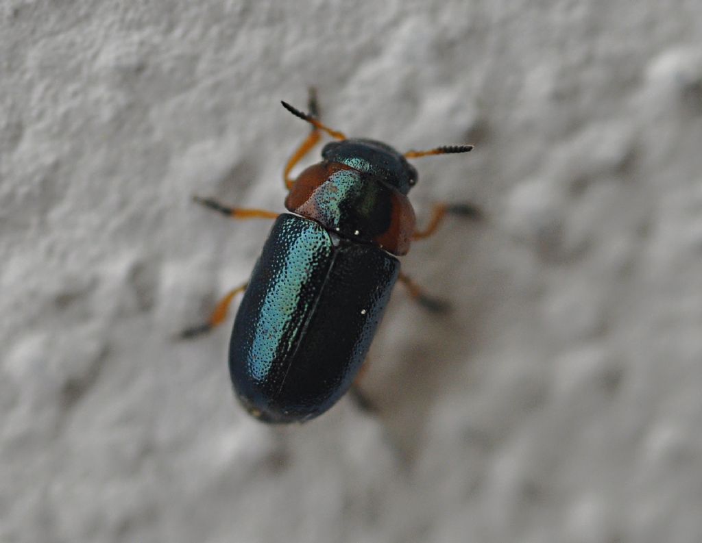 Chrysomelidae: Smaragdina sp.