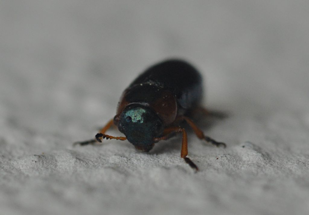 Chrysomelidae: Smaragdina sp.