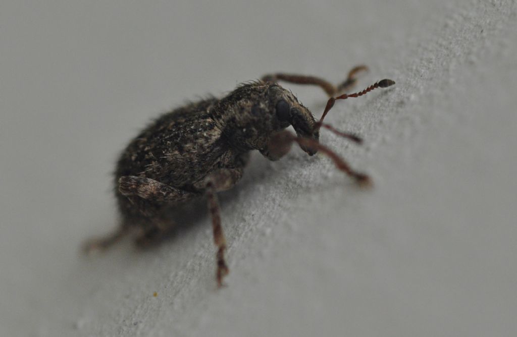 Curculionidae: Brachypera crinita