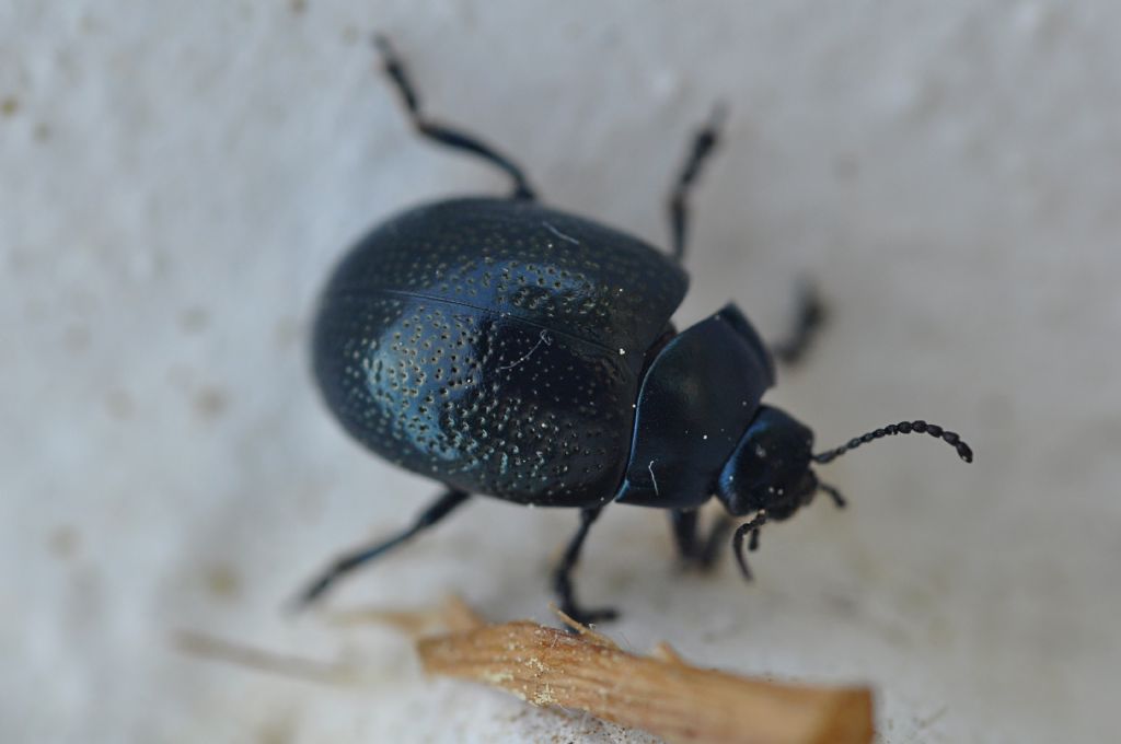 Chrysomelidae: Chrysolina vernalis ssp. italica