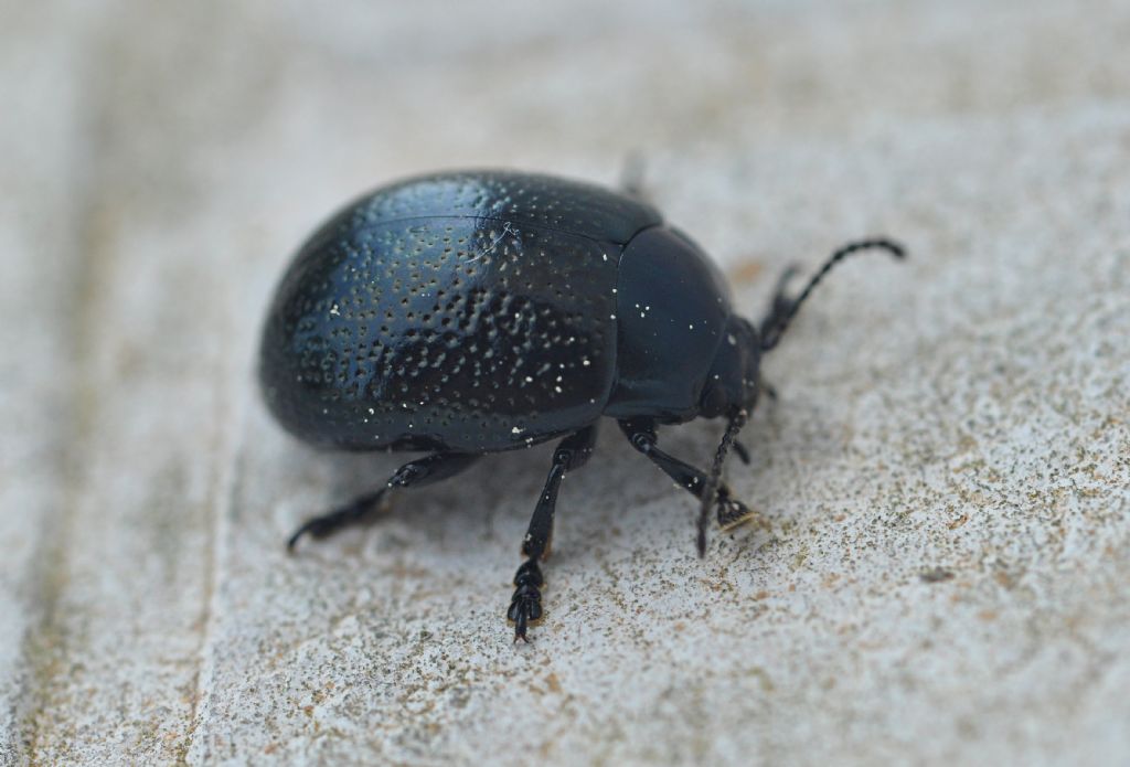 Chrysomelidae: Chrysolina vernalis ssp. italica