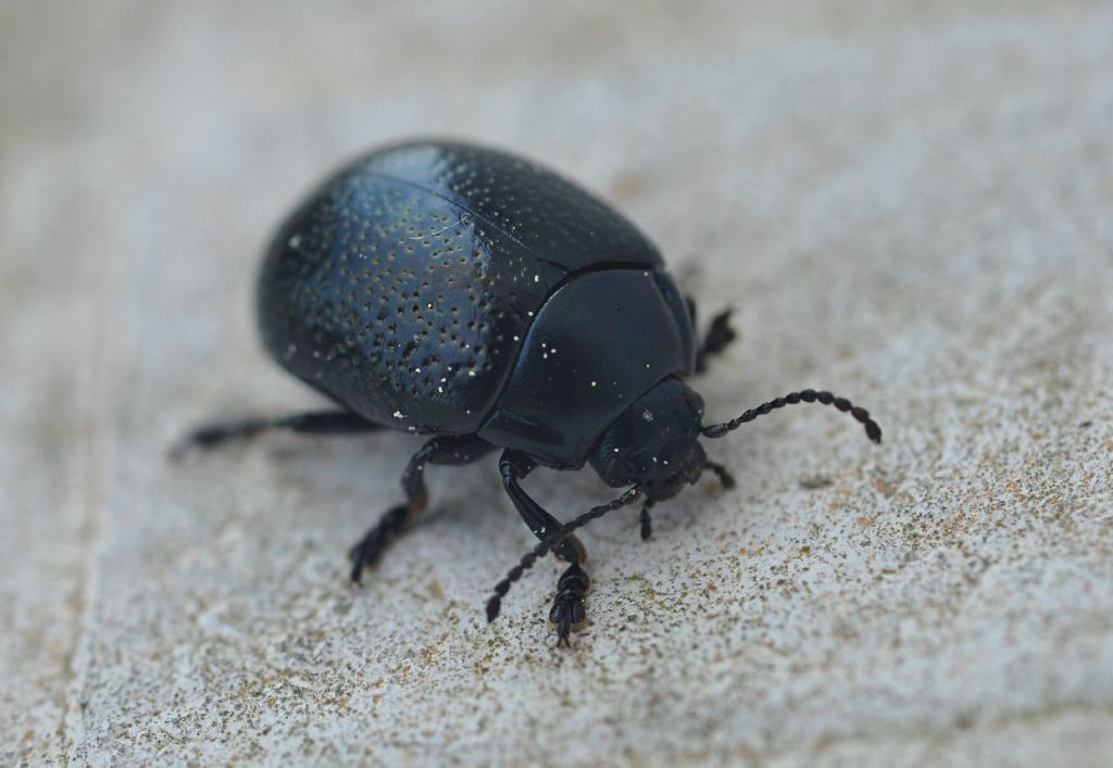 Chrysomelidae: Chrysolina vernalis ssp. italica