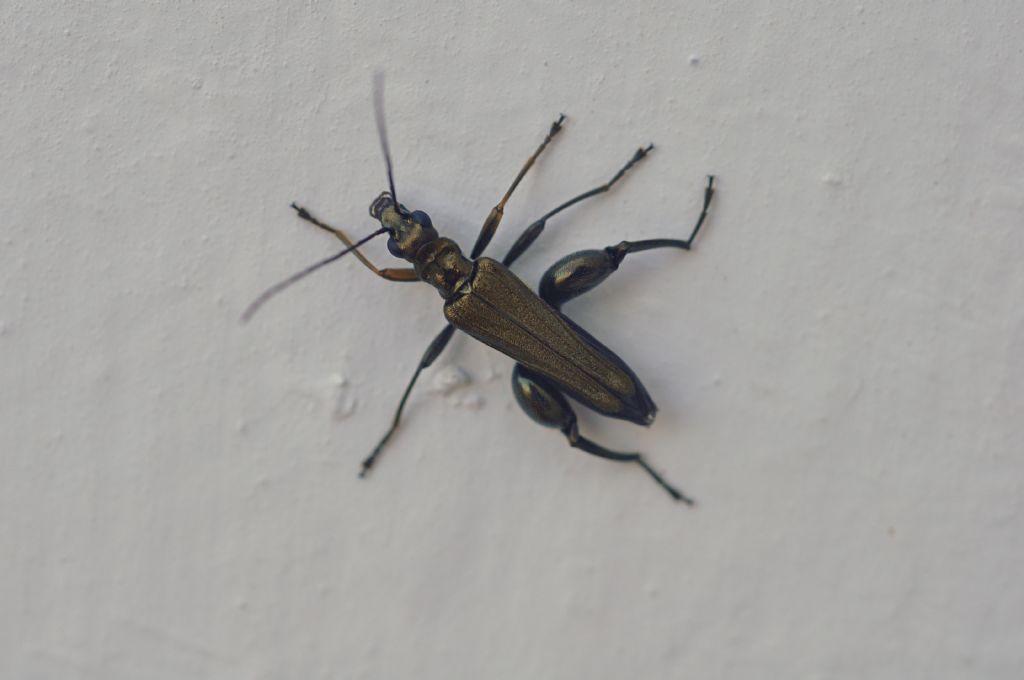 Oedemeridae: Oedemera flavipes, maschio