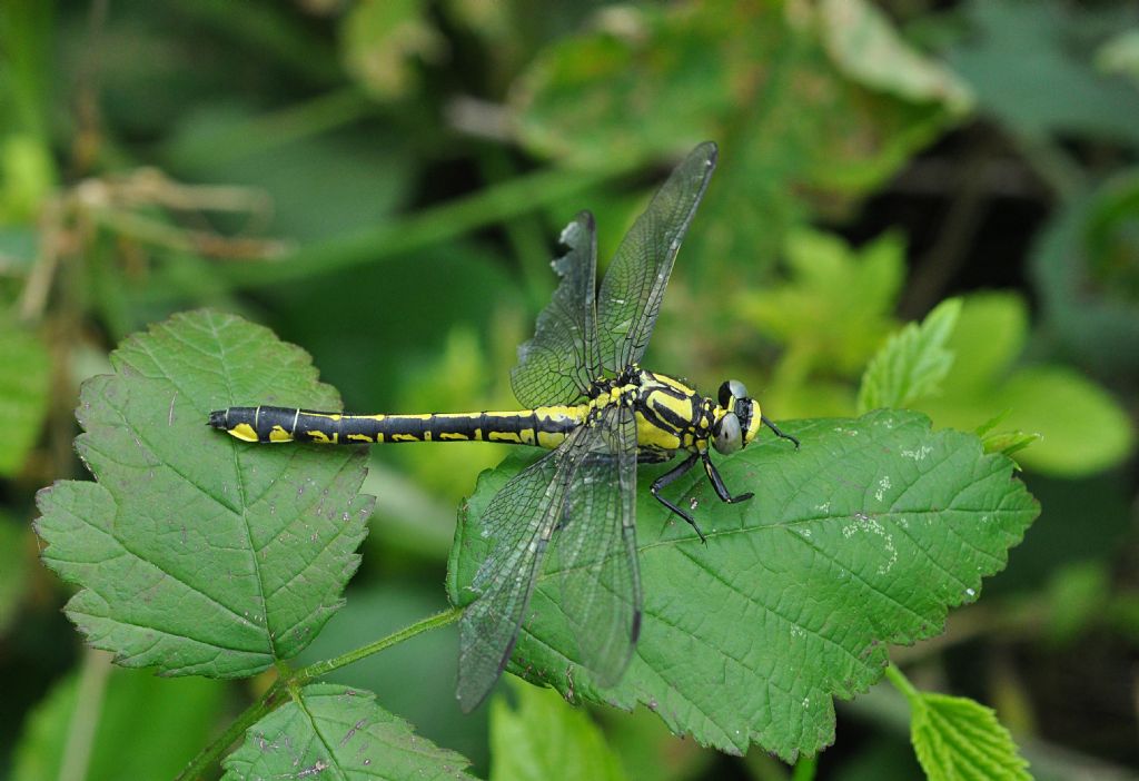 Gomphus vulgatissimus femmina