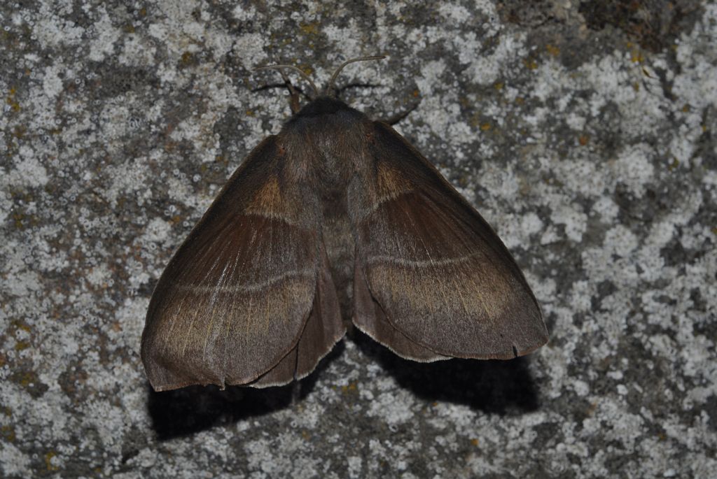 Lasiocampidae: Macrothylacia rubi