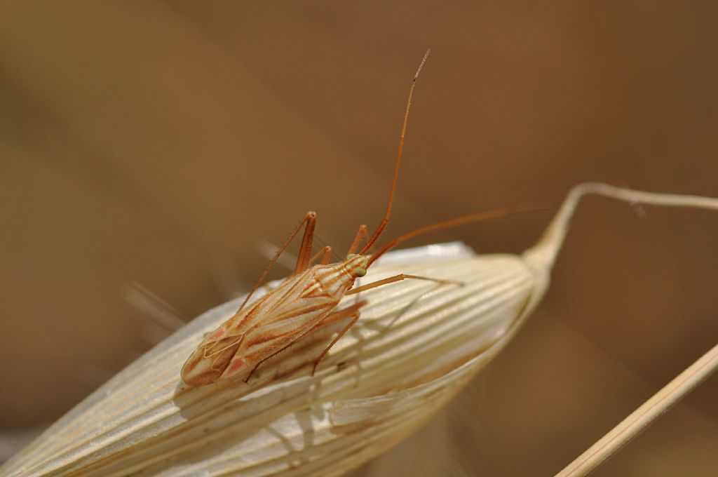 Miridae: Miridius quadrivirgatus