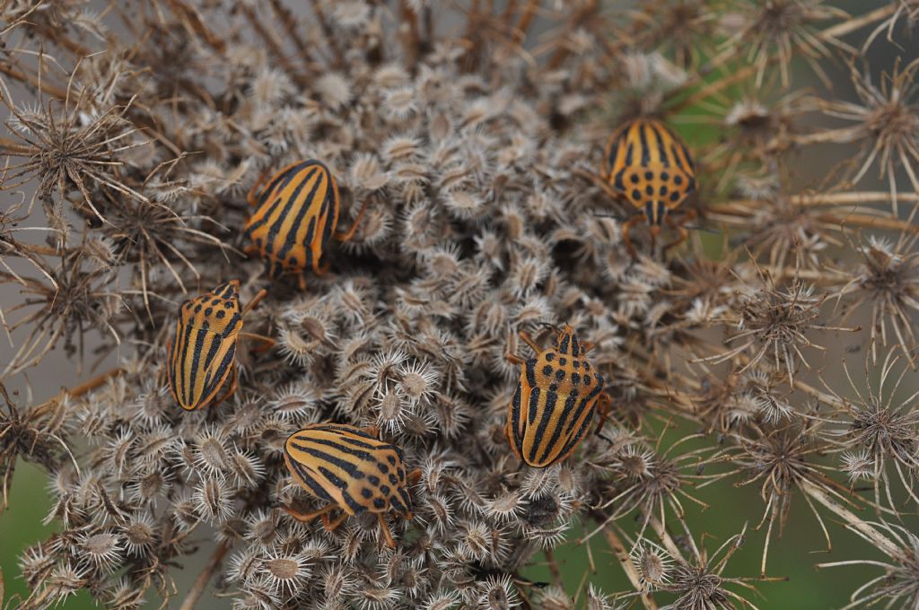 Pentatomidae: Graphosoma semipunctatum - ninfa e adulti