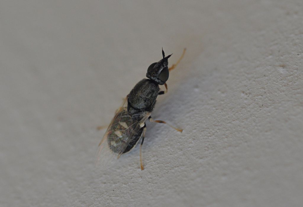 Stratiomyidae: Nemotelus sp.