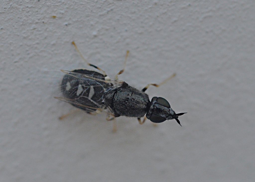 Stratiomyidae: Nemotelus sp.