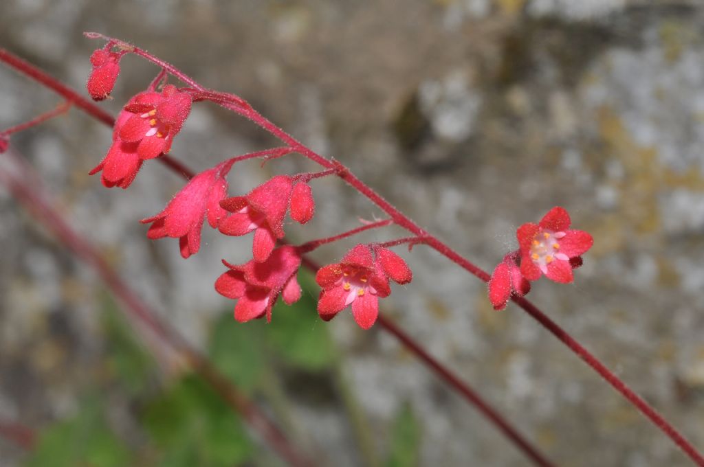 Heuchera sanguinea / Campane di corallo