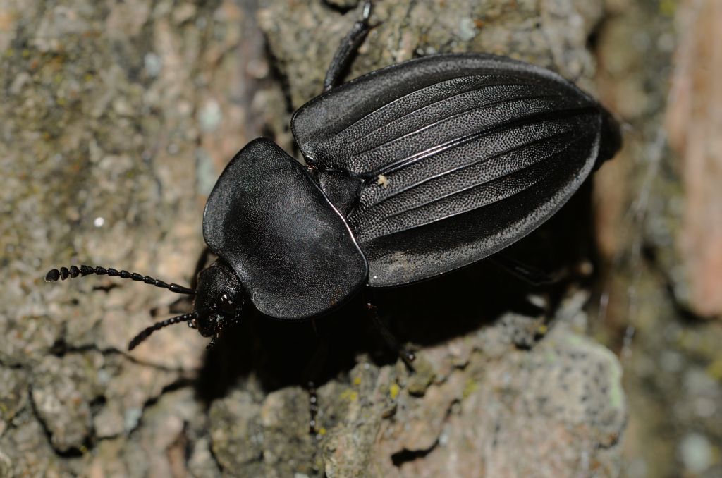 Silphidae: Silpha carinata