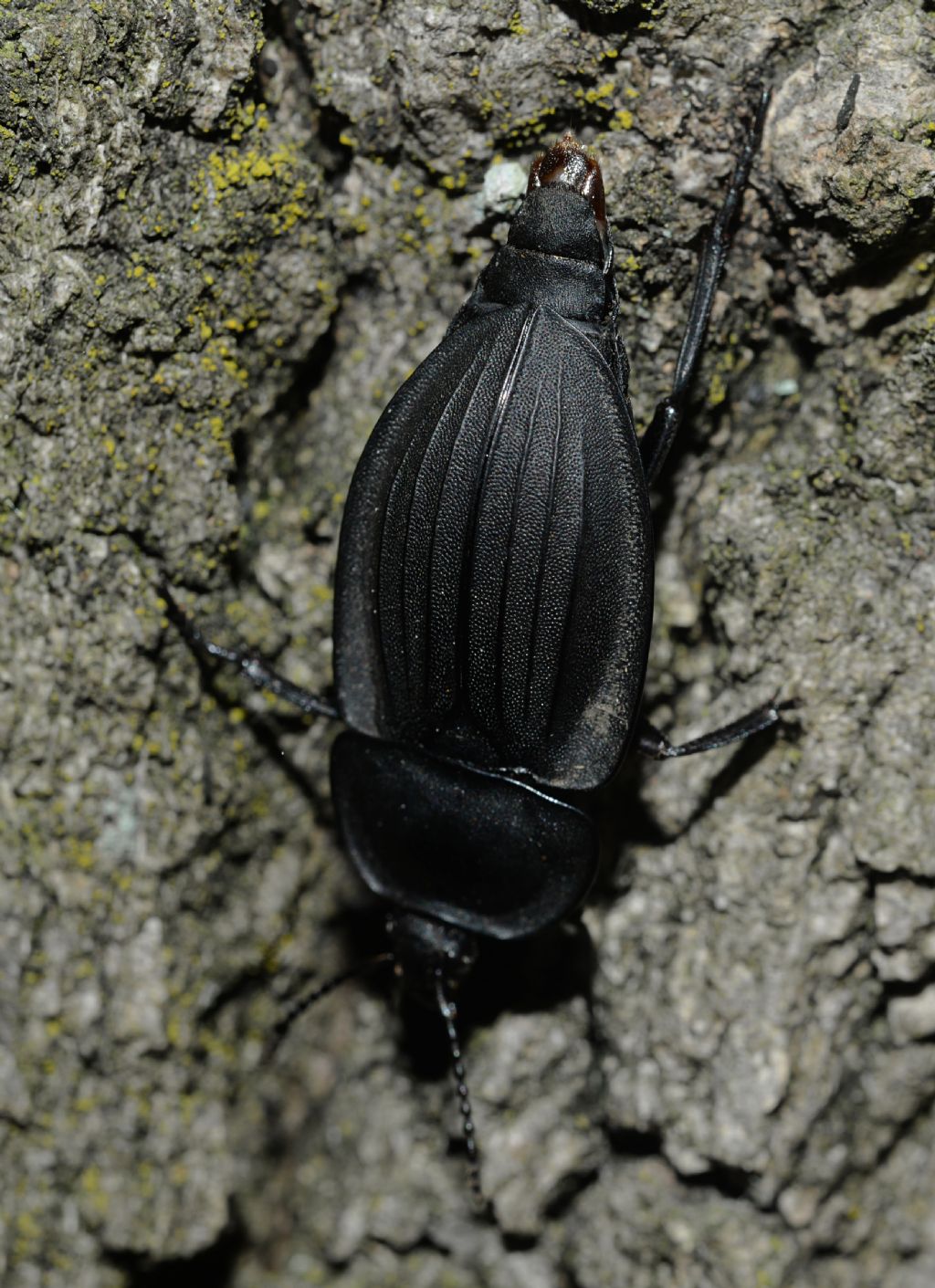 Silphidae: Silpha carinata