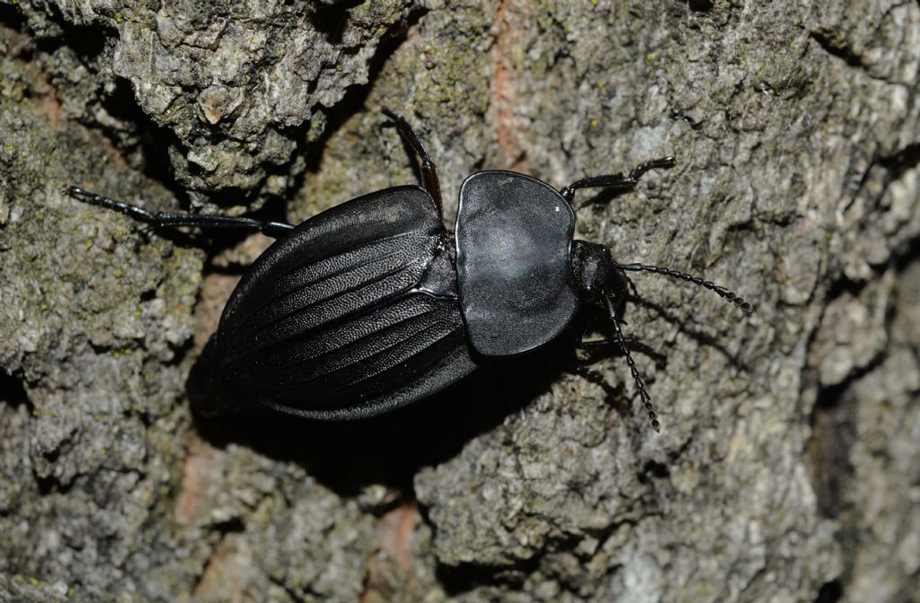 Silphidae: Silpha carinata