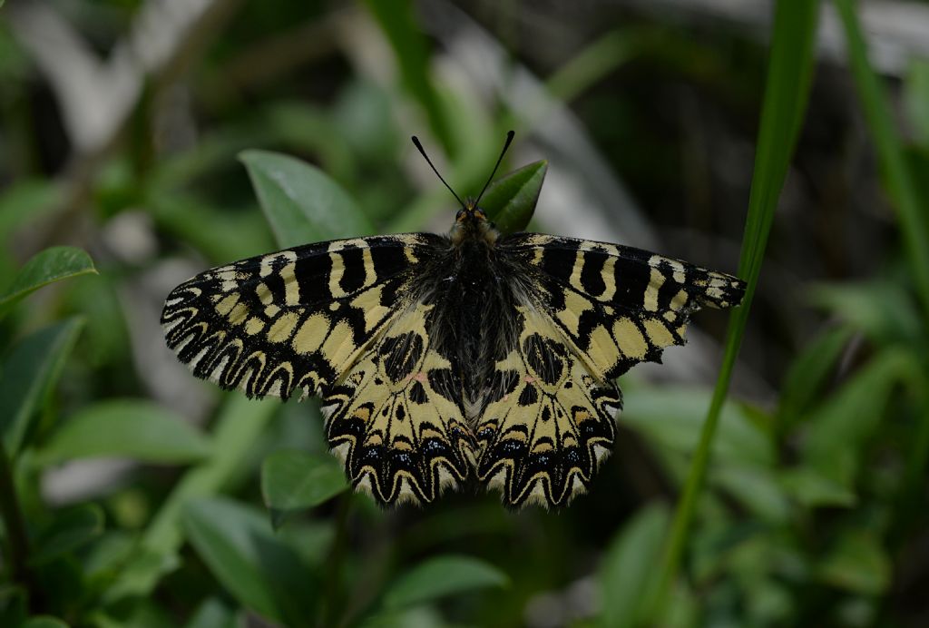 Zerynthia polyxena cassandra (Papilionidae)