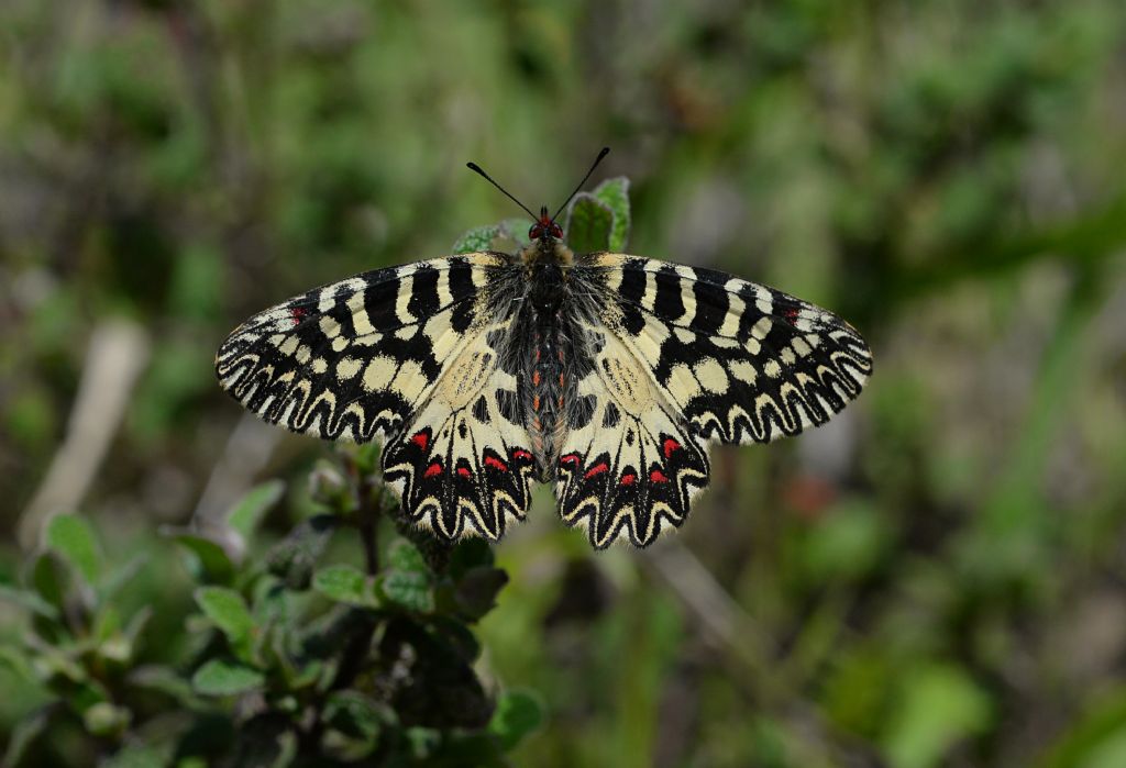 Zerynthia polyxena cassandra (Papilionidae)