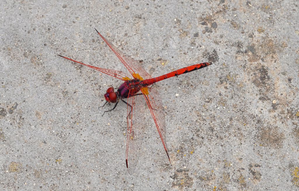 Trithemis arteriosa