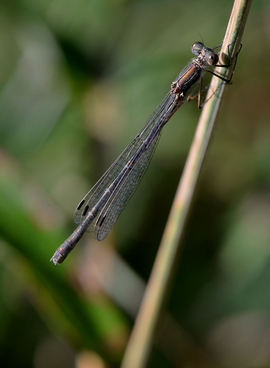 Lestes da id - Lestes sponsa femmina