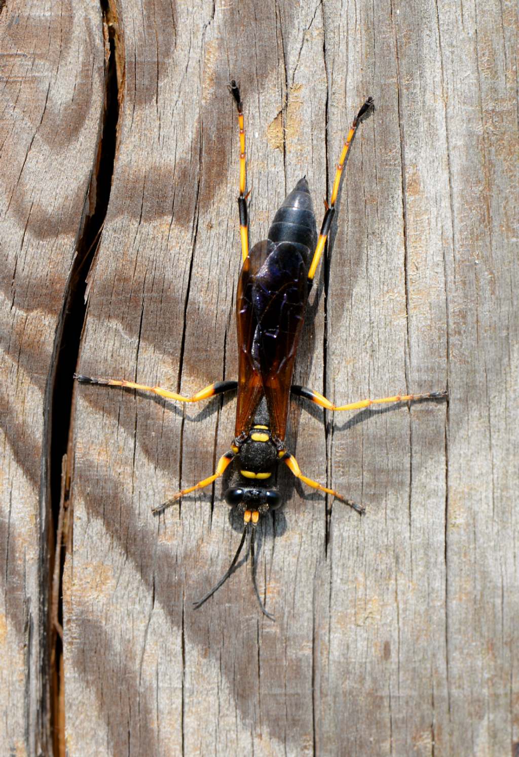 Sphecidae: Sceliphron caementarium