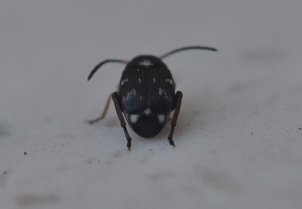 Chrysomelidae Bruchinae: Bruchidius quinqueguttatus (cf.)