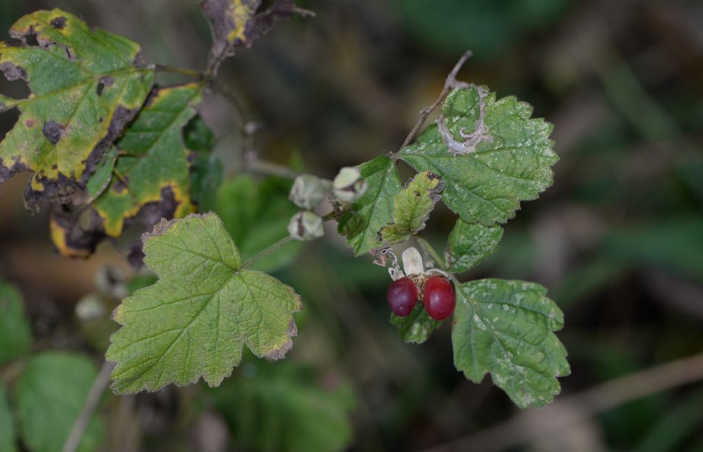 dubbio id : Rubus sp.