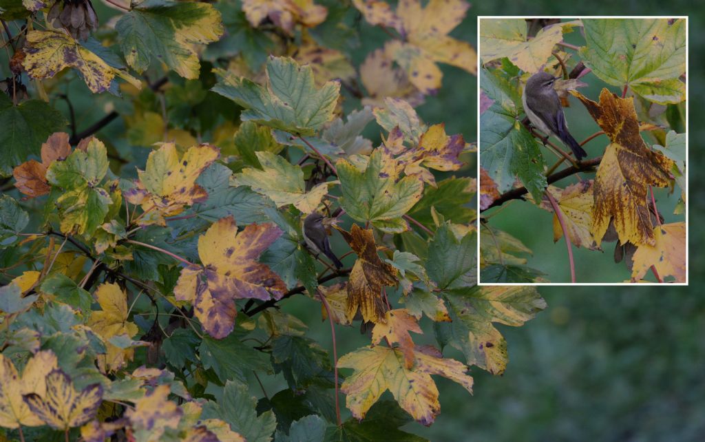 Lu piccolo (Phylloscopus collybita)