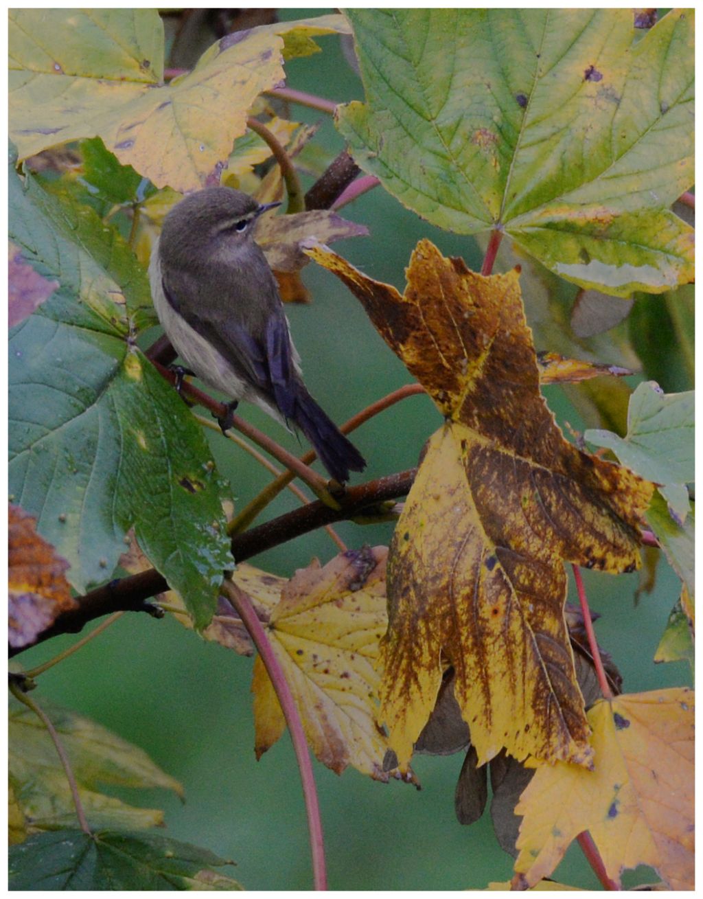 Lu piccolo (Phylloscopus collybita)