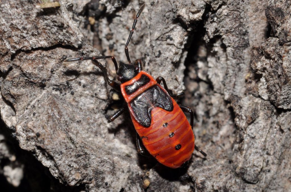 Piccoli di Cimicetta rosso-nera?  ninfe ed adulti di Oxycarenus lavaterae (Lygaeidae)