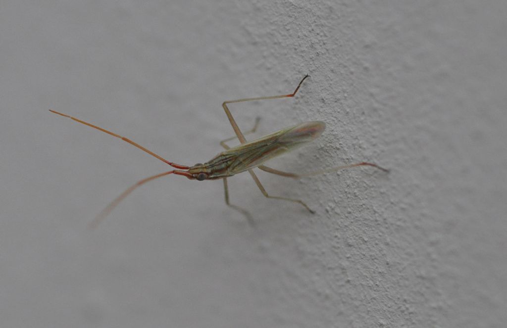 Miridae: Trigonotylus pulchellus