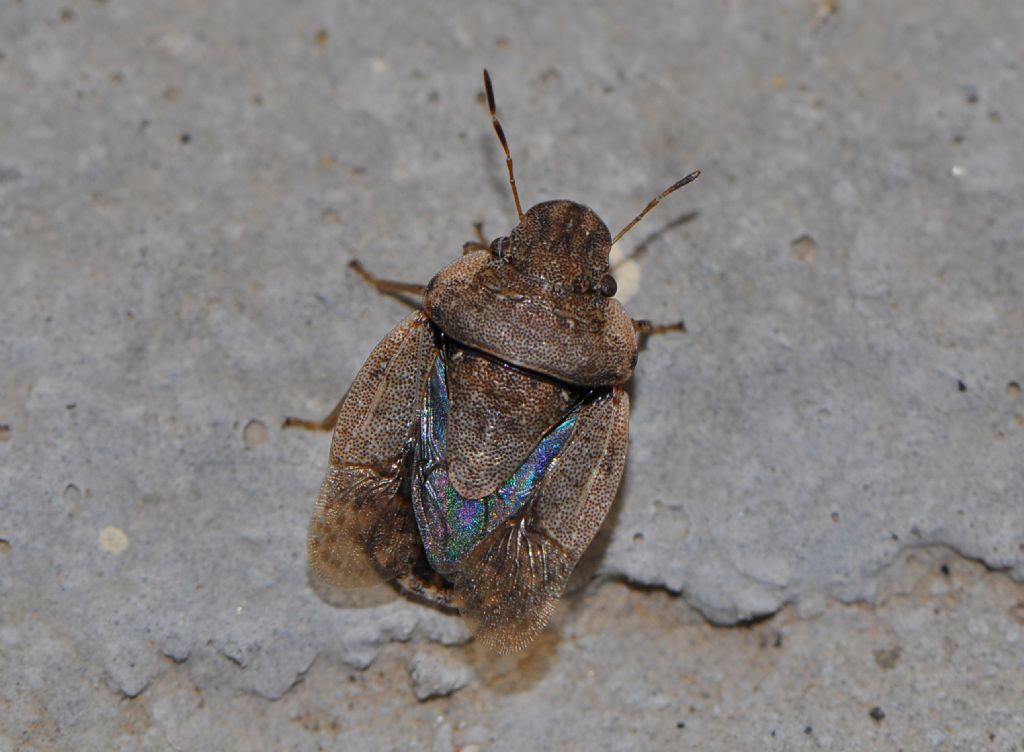 Pentatomidae da id