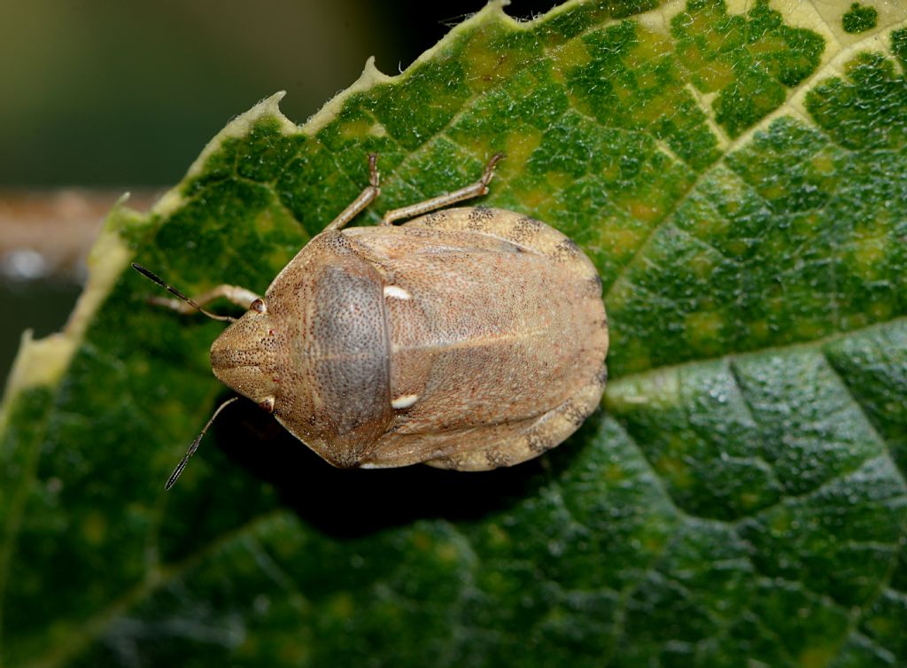 Scutelleridae: Eurygaster maura