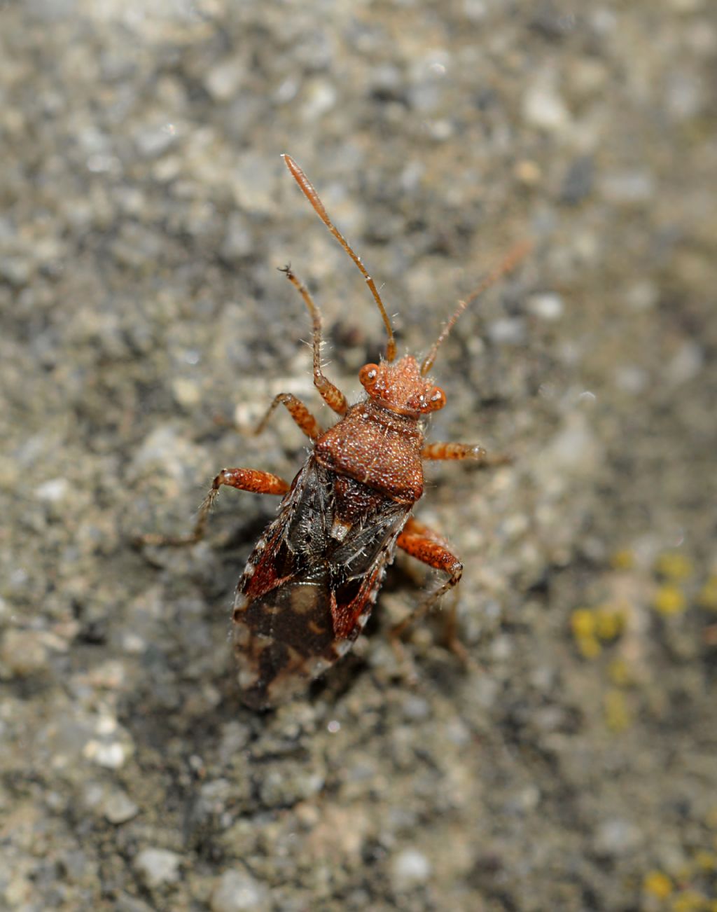 Rhopalidae: Rhopalus subrufus?  S !