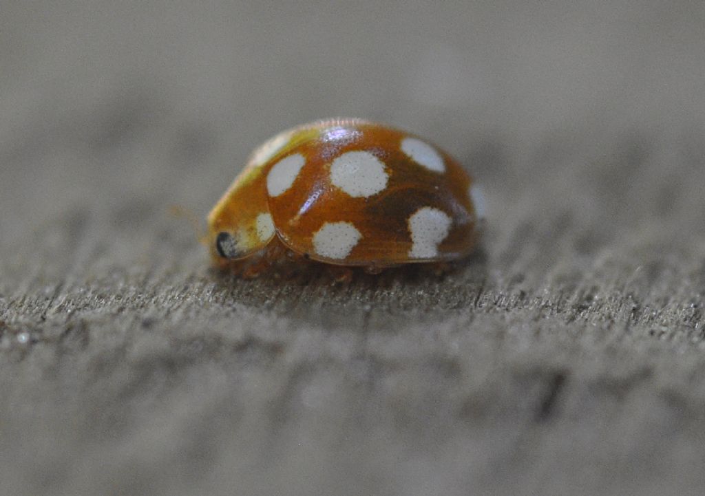 Coccinellidae: Vibidia duodecimguttata