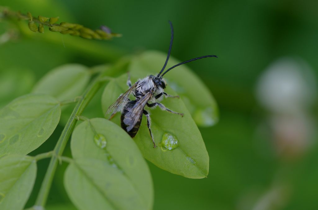 Eucera sp., maschio