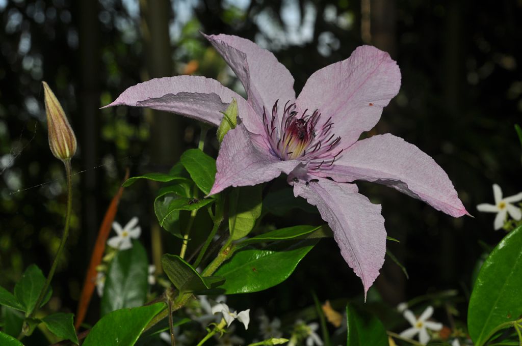 cv di Clematis sp. (Ranunculaceae)