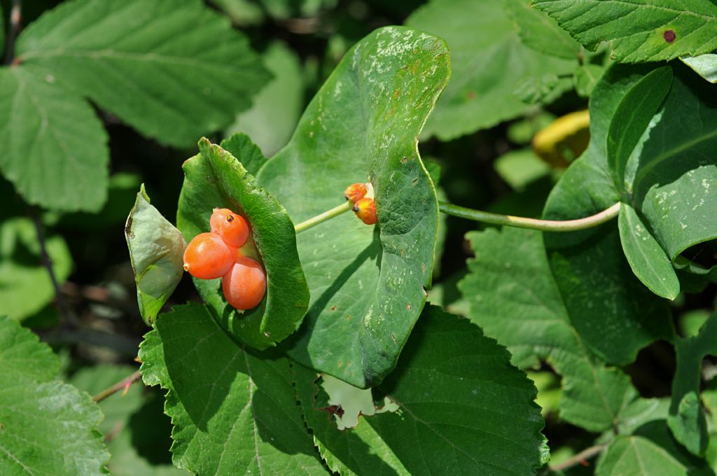 Euphorbia? No, Lonicera implexa (Caprifoliaceae)